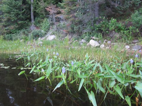 Photo from Algonquin park backcountry canoe camping trip