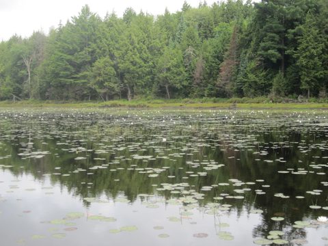 Photo from Algonquin park backcountry canoe camping trip