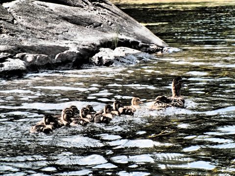 Photo from Kayaking, French River Voyageur Channel to Georgian Bay