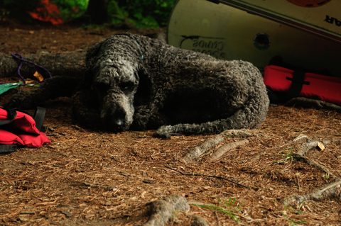 Photo from Algonquin Park backcountry canoe trip- Canoe Lake circuit