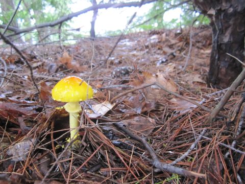 Photo from Canoeing and Hiking Killarney Provincial (Johnnie Lake/Silver Peak)