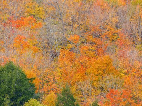 Photo from Thanksgiving trip to Killarney