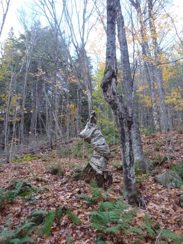 Photo from Thanksgiving Backpacking in Algonquin