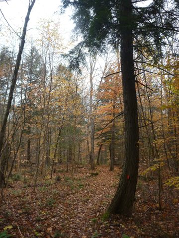 Photo from Thanksgiving Backpacking in Algonquin