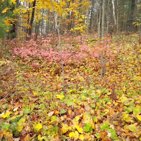 Photo from Queen Elizabeth II Wildlands Provincial Park Cork & Canoe