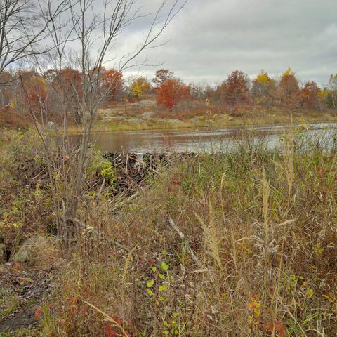 Photo from Queen Elizabeth II Wildlands Provincial Park Cork & Canoe