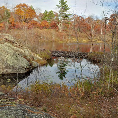 Photo from Queen Elizabeth II Wildlands Provincial Park Cork & Canoe
