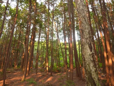 Photo from Backpacking in Killarney Provincial Park