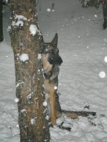 Dog wood tree???