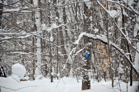 Photo from Snowshoeing, Guskewau Lake, Algonquin