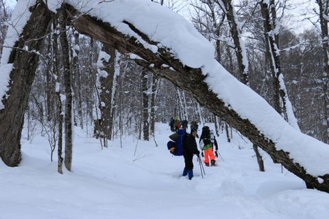 Photo from Snowshoeing, Guskewau Lake, Algonquin
