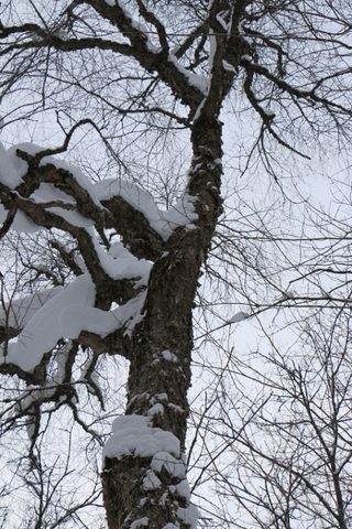 Photo from Snowshoeing, Guskewau Lake, Algonquin