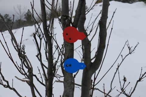 Photo from Snowshoeing, Killarney Provincial Park