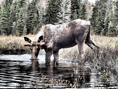 Photo from Canoeing, Across Algonquin Park, 10 days, access #2 to #20