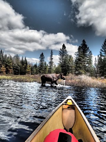 Photo from Canoeing, Across Algonquin Park, 10 days, access #2 to #20