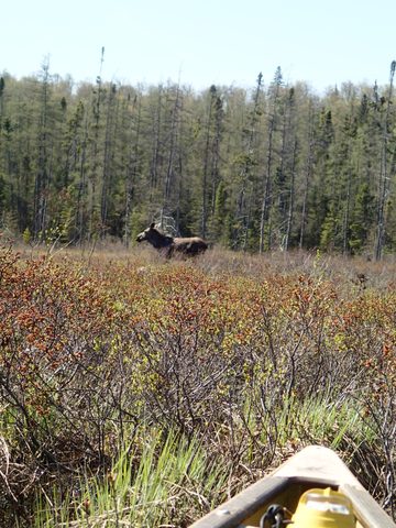 Photo from Canoeing, Across Algonquin Park, 10 days, access #2 to #20
