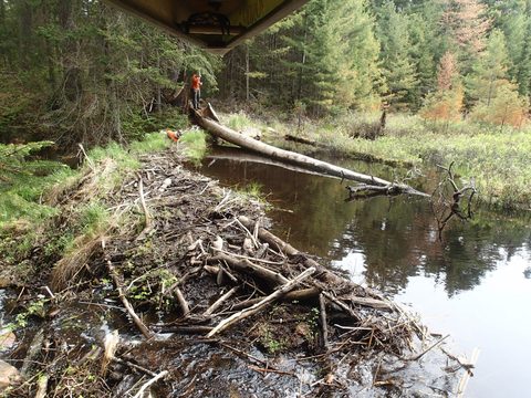 Photo from Canoeing, Across Algonquin Park, 10 days, access #2 to #20