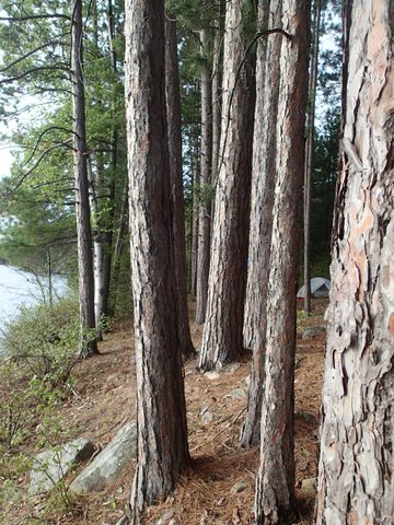 Photo from Canoeing, Across Algonquin Park, 10 days, access #2 to #20