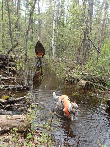 Photo from Canoeing, Across Algonquin Park, 10 days, access #2 to #20