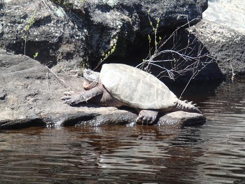 Photo from Canoeing, Across Algonquin Park, 10 days, access #2 to #20