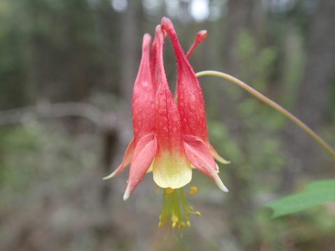 Photo from Canoeing, Across Algonquin Park, 10 days, access #2 to #20