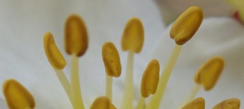 Photo from Kayaking, Key River to Georgian Bay