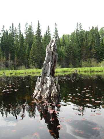 Photo from Canoeing, Algonquin Park, Tom Thomson Lake