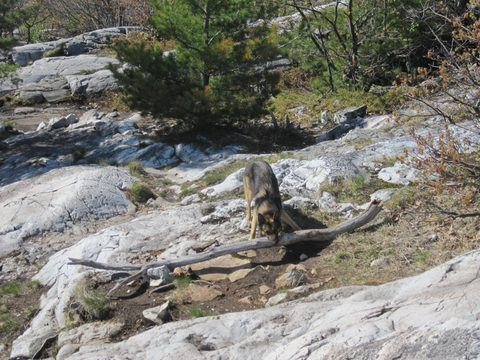 Photo from 3 days of paddling in Killarney- Victoria Day weekend