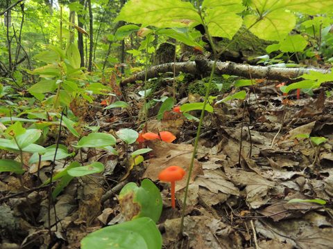 Photo from Trekking with Chev ~ Bon Echo: A backpacking Adventure