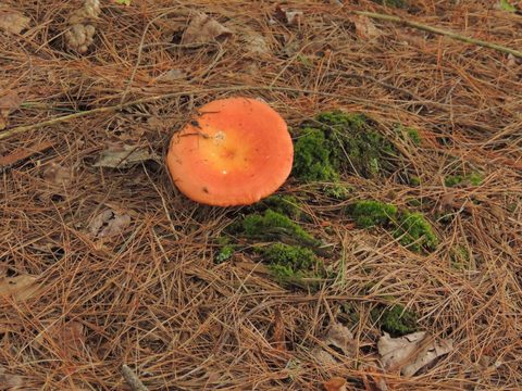 Photo from Trekking with Chev ~ Bon Echo: A backpacking Adventure