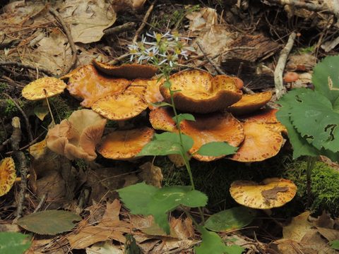 Photo from Trekking with Chev ~ Bon Echo: A backpacking Adventure