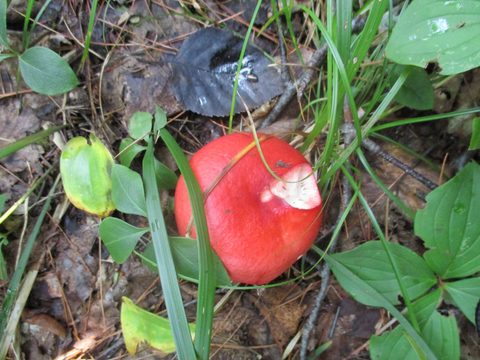 Photo from Trekking with Chev ~ Bon Echo: A backpacking Adventure