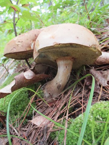Photo from Trekking with Chev ~ Bon Echo: A backpacking Adventure