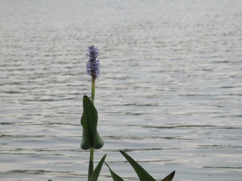 Photo from Trekking with Chev ~ Bon Echo: A backpacking Adventure