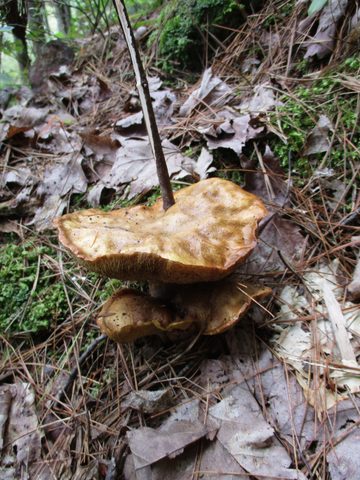 Photo from Trekking with Chev ~ Bon Echo: A backpacking Adventure