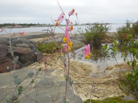 Photo from Kayaking, Philip Edward Island, Killarney