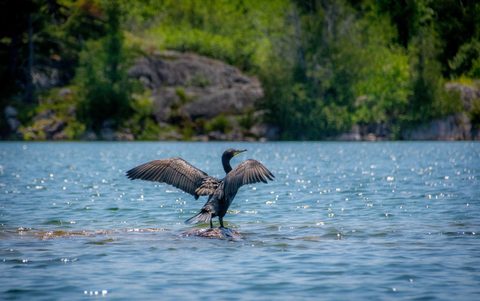Photo from Kayaking, Philip Edward Island, Killarney