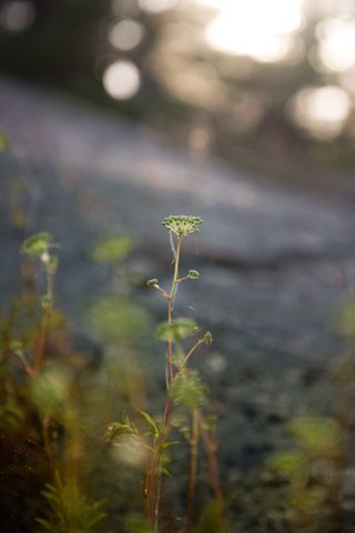 Photo from Kayaking, Philip Edward Island, Killarney