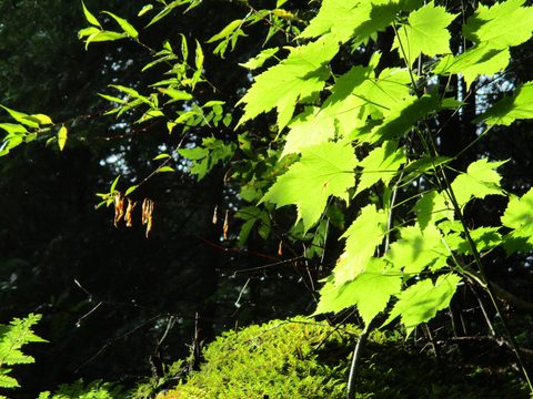 Photo from Backpack Lake Superior Coastal Trail