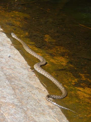 Photo from Beginner Kayaking - Killarney, The Crack & The Chik