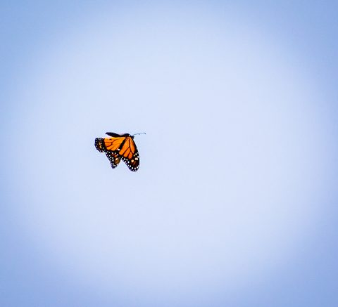 Photo from Kayaking, Franklin, Mink and McKoy Islands, Georgian Bay