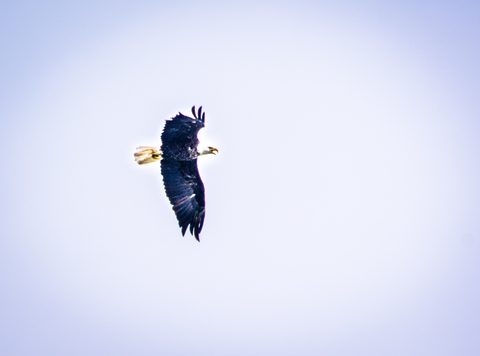Photo from Kayaking, Franklin, Mink and McKoy Islands, Georgian Bay