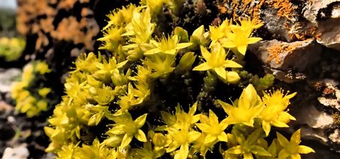 Photo from Kayaking, Franklin, Mink and McKoy Islands, Georgian Bay