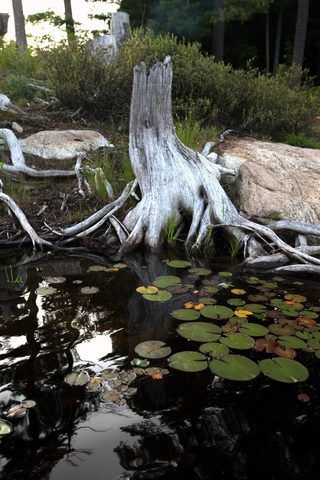 Photo from Canada Day Long Weekend: Canoe Trip to Poker Lake