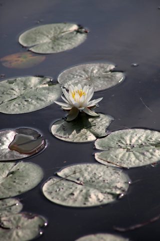 Photo from Canada Day Long Weekend: Canoe Trip to Poker Lake