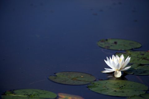 Photo from Canada Day Long Weekend: Canoe Trip to Poker Lake