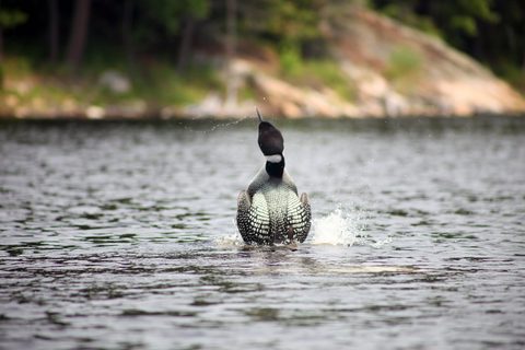 Photo from Canada Day Long Weekend: Canoe Trip to Poker Lake