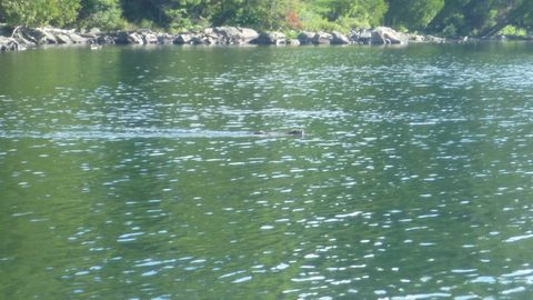 Photo from Canoeing, Temagami
