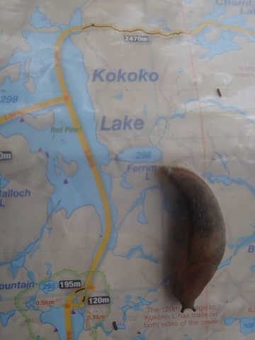 Photo from Canoeing, Temagami