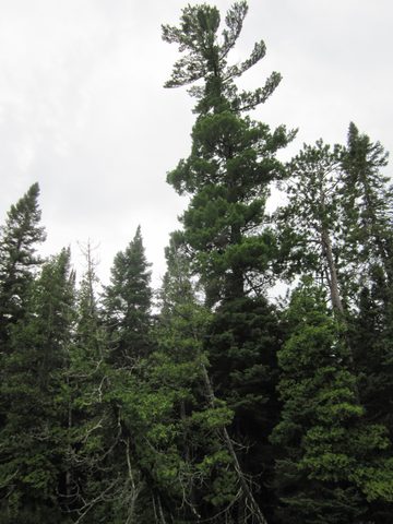 Photo from Canoeing, Temagami